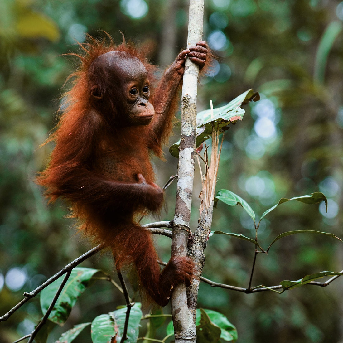 MEET BOS AUSTRALIA'S BABY ORANGUTANS